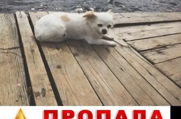 Пропала собака в Нижегородском районе