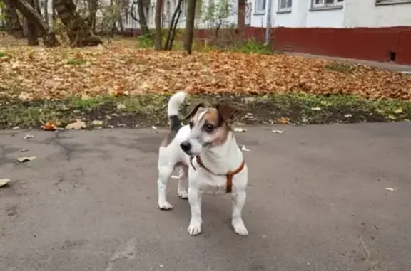Пропала собака на ул. Крылатские Холмы, Москва