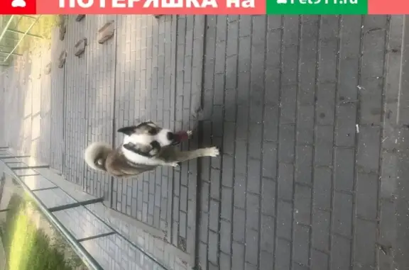 Собака с зеленым ошейником найдена в Воскресенском (Москва) 16Б.
