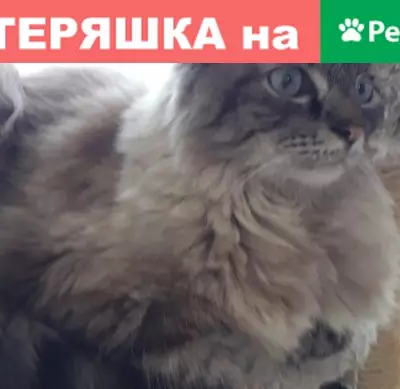 Пропала кошка в деревне Юрлово, вознаграждение гарантировано