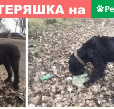 Собака Черныш в беде на ул. Беляева, 15 (37 символов)