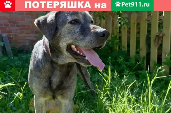 Найдена собака в Левашово, СПб, ищет дом.