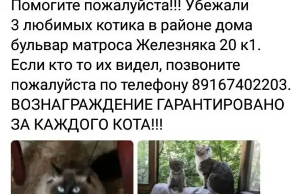 Пропала кошка на Матроса Железняка, 20, Москва