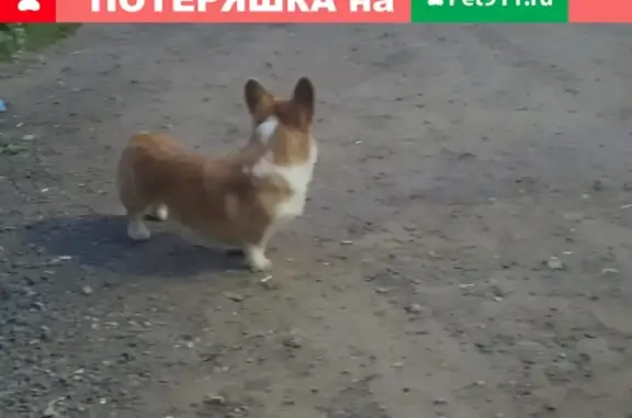 Найдена собака у магазина рядом с ДНП Игнатьево, тел. 89857778177