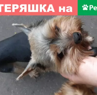 Собака найдена в Алтуфьевском заказнике