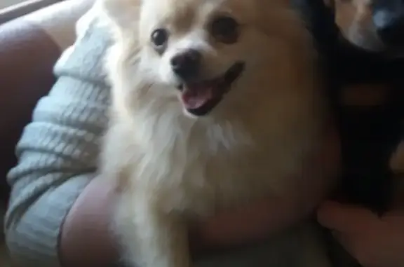 Собаки потеряшки, Москва, фото: Потеряшка собака Шпиц на Липецкой улице в Москве