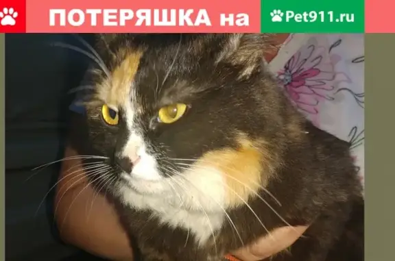Найдена домашняя кошка на Кировоградской, 19к2