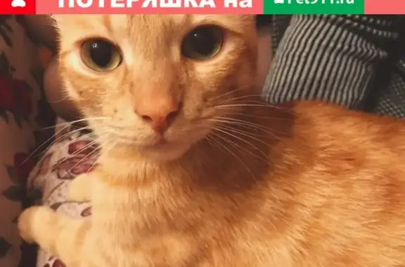 Пропала рыжая кошка в Раменском, помогите найти!