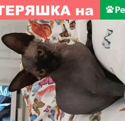 Пропала кошка канадского сфинкса на Глухарской улице в Санкт-Петербурге