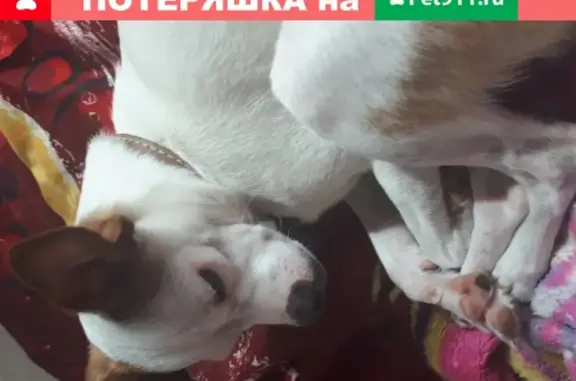 Пропала собака на обьгэс дачи, Новосибирск