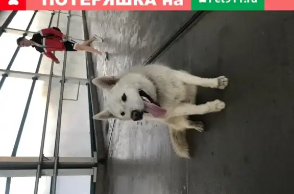 Найдена собака возле МЦК Автозаводская, Москва