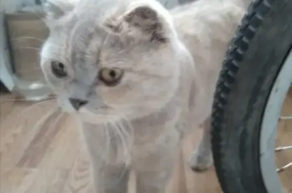 Найдена шотландская кошка на проспекте 60 лет Октября
