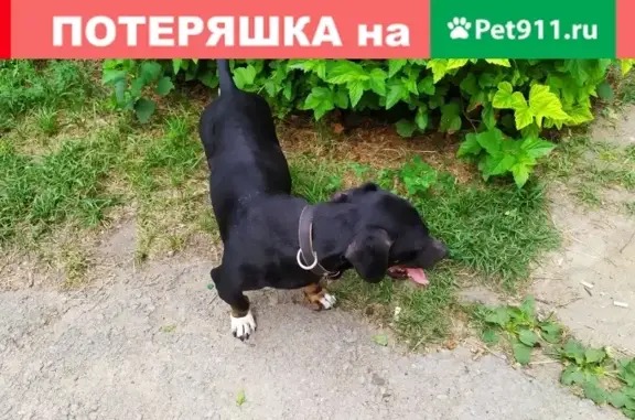 Найдена собака в Липецке, похожа на таксу