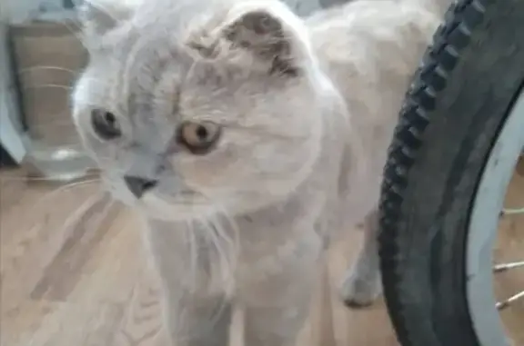 Найдена шотландская кошка на Светотехстрое в Саранске