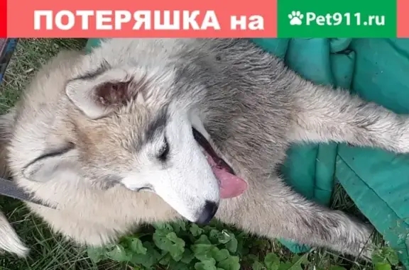 Собака с разными глазами найдена в Барнауле.