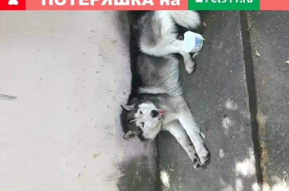 Собака найдена возле аптеки на Ставропольской, Краснодар