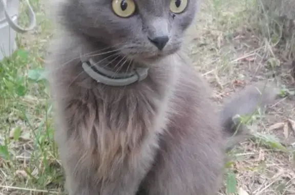 Найдена кошка на Бекетова, 45, без хозяина и с голубым ошейником