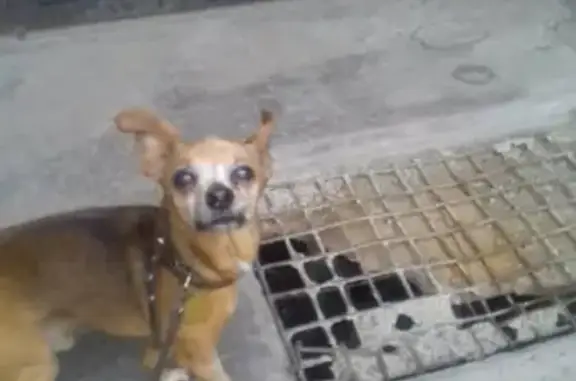 Пропала собака Масик в Петропавловске-Камчатском
