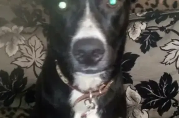 Пропала собака Молли в Береговой Ветлужской