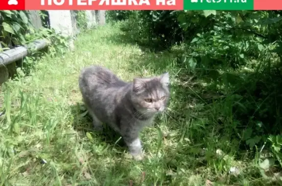 Кошки потеряшки, Киров, фото: Потеряшка кошка Груня в с. Селезениха, Кирово-Чепецкий район