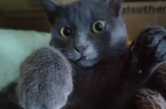 Кошки потеряшки, Колпашево, фото: Потеряшка кот в Колпашево, обская 53