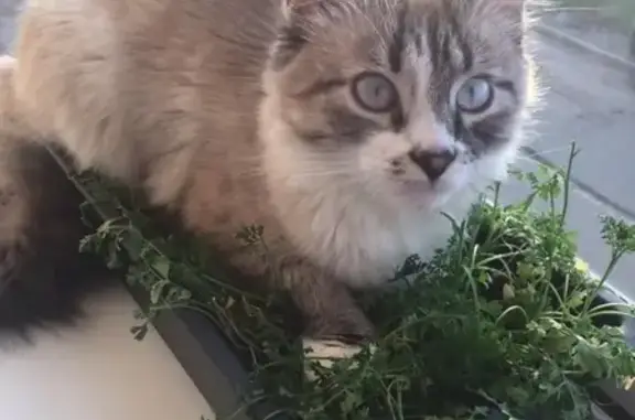 Потерянные животные Смоленск, фото: Пропал кот Мася на улице Соболева, ЖБИ, Смоленск.