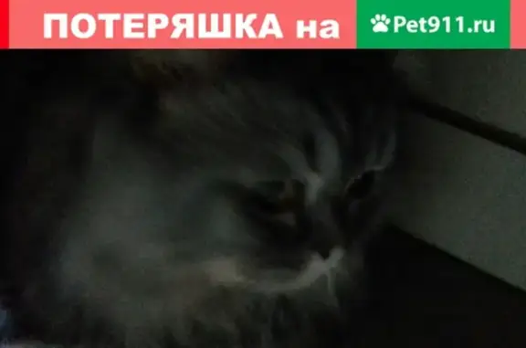Кошка красавец найдена на Центральном рынке в Перми