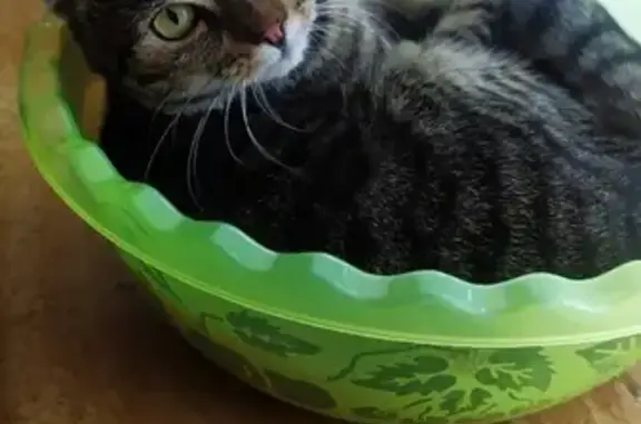 Кошки потеряшки, Артёмовск, фото: Потеряшка котик в Курагинском районе, вознаграждение!