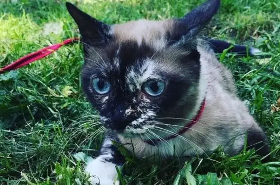 Пропала сиамская кошка в Сосновоборске