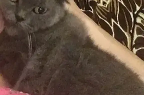 Пропала кошка в Ессентуках, порода Скоттиш Фолд, окрас серо-голубой.