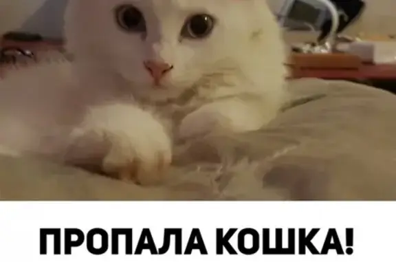 Пропала кошка в Краснодаре, район Института культуры, вознаграждение!