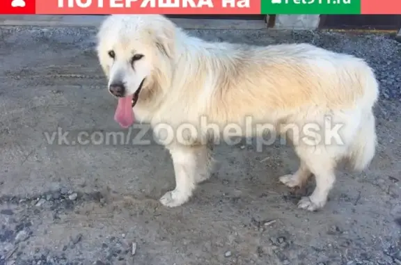 Найдена собака в микрорайоне Светлый, Октябрьский Мошковского района