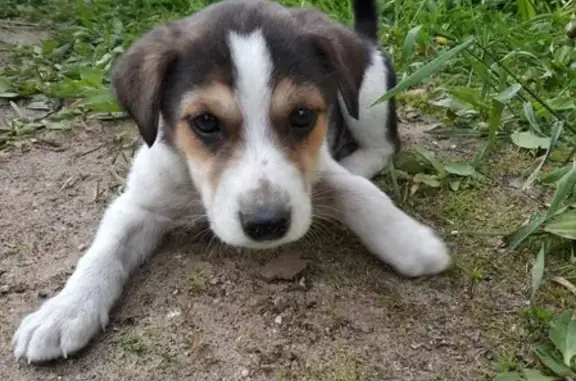 Найден щенок в Находке на проезде Геологов