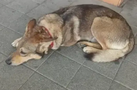 Найдена собака на ул. Рашпилевской, Краснодар