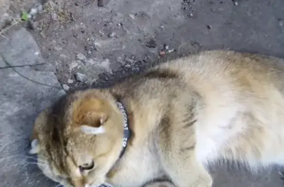 Пропала кошка в Тольятти, вознаграждение гарантированно