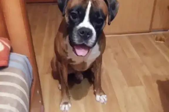 Собаки потеряшки, Ульяновск, фото: Потеряшка собака Харли в Ульяновске