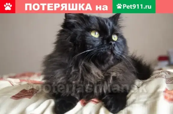 Пропала кошка по адресу Петухова 103/2 в Новосибирске