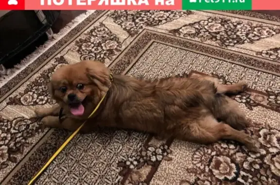 Найден пёс на Детском мире, Астрахань.