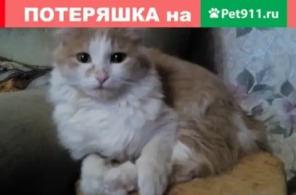 Пропала кошка на Ярославской улице в Новокузнецке