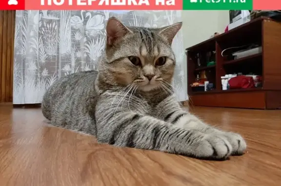 Пропал кот Морис на ул. Севастьянова, 5 в Пятигорске