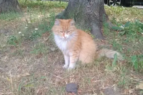 Найден рыжий кот в Москве на Прибрежном проезде