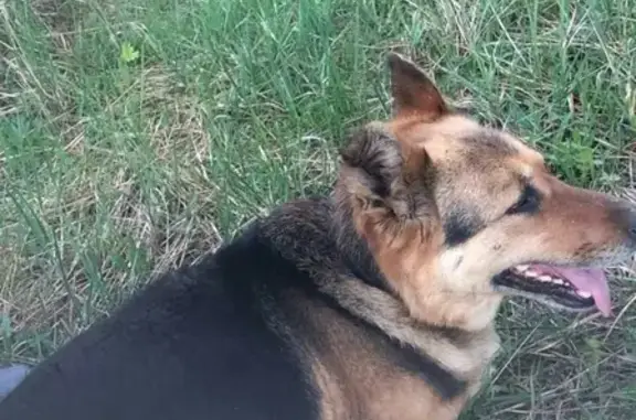 Пропала собака Метис немецкой овчарки в Раменском районе