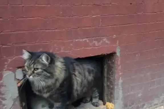 Кошка в подвале в Новосибирске
