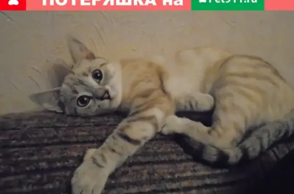 Пропала кошка Ириска в Бутырках, вознаграждение гарантировано!