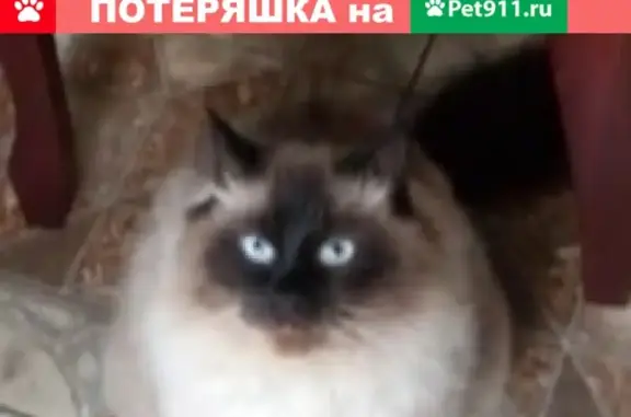 Пропала пушистая кошка на Матроса Железняка, 20к1
