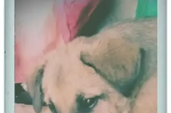 Пропала собака Мальчик в Краснодарском крае