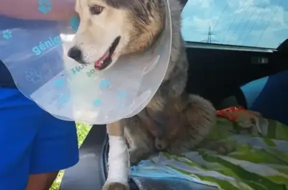 Собака найдена на Щелковском шоссе с ампутированной лапой