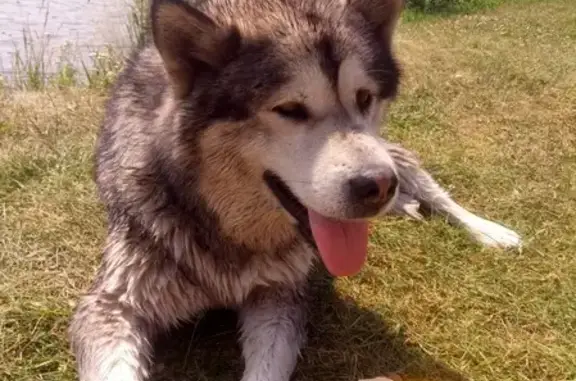 Собака с клеймом найдена в Электроуглях