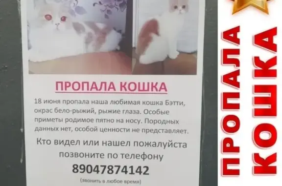 Потерянные животные Нижний Новгород, фото: Пропала кошка на ул. Жукова, Нижний Новгород