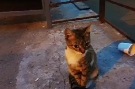 Найдена кошка в Ногинске, МО